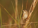 _MG_4458  Sedge Wren.jpg