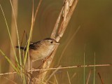 _MG_4462  Sedge Wren.jpg