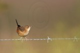 _MG_5283  Sedge Wren.jpg