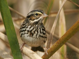 _MG_8046 Savannah Sparrow.jpg