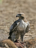 _MG_4478 Red-tailed Hawk.jpg