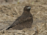 _MG_0159 White-tailed Hawk.jpg