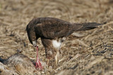 _MG_1102 White-tailed Hawk.jpg