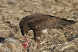 _MG_1733 White-tailed Hawk.jpg