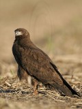 _MG_2358 White-tailed Hawk.jpg