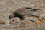 _MG_4739 White-tailed Hawk.jpg