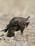 _MG_9393 White-tailed Hawk.jpg