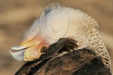 _MG_7609crop Crested Caracara.jpg