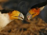 _MG_8520crop Crested Caracara.jpg