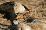 _MG_8210 Crested Caracara.jpg