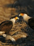 _MG_8562 Crested Caracara.jpg