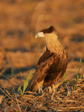 _MG_2591 Crested Caracara.jpg