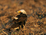 _MG_8979 Crested Caracara.jpg