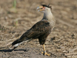 _MG_6782 Crested Caracara.jpg