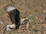 _MG_6853 Crested Caracara.jpg