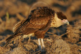 _MG_8765 Crested Caracara.jpg
