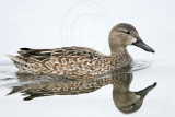 _MG_0073 Blue-winged Teal.jpg