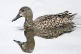 _MG_0084 Blue-winged Teal.jpg