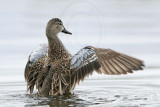 _MG_0102 Blue-winged Teal.jpg