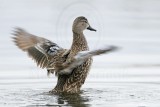 _MG_0103 Blue-winged Teal.jpg