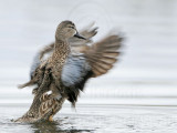 _MG_0104 Blue-winged Teal.jpg
