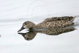 _MG_0121 Blue-winged Teal.jpg