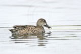 _MG_0133 Blue-winged Teal.jpg
