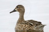 _MG_0252 Blue-winged Teal.jpg