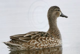 _MG_0254 Blue-winged Teal.jpg