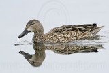 _MG_0267 Blue-winged Teal.jpg