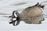 _MG_0302 Blue-winged Teal.jpg