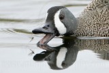 _MG_0302crop Blue-winged Teal.jpg
