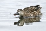 _MG_0384 Blue-winged Teal.jpg