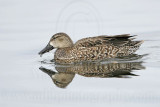 _MG_0413 Blue-winged Teal.jpg