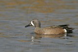 _MG_0457 Blue-winged Teal.jpg