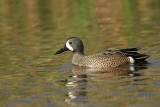_MG_0477 Blue-winged Teal.jpg