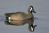 _MG_0516 Blue-winged Teal.jpg
