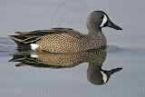 _MG_0518 Blue-winged Teal.jpg