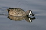 _MG_0529 Blue-winged Teal.jpg
