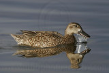 _MG_0550 Blue-winged Teal.jpg