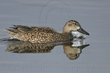 _MG_0560 Blue-winged Teal.jpg