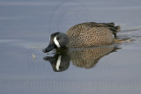 _MG_0616 Blue-winged Teal.jpg