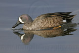_MG_0618 Blue-winged Teal.jpg