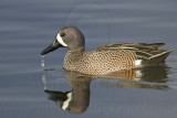 _MG_0624 Blue-winged Teal.jpg