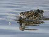 _MG_0652 Blue-winged Teal.jpg