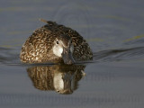 _MG_0671 Blue-winged Teal.jpg