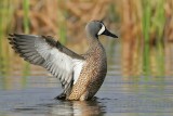 _MG_0703 Blue-winged Teal.jpg