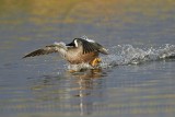 _MG_0718 Blue-winged Teal.jpg