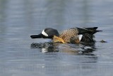 _MG_0955 Blue-winged Teal.jpg