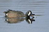 _MG_0981 Blue-winged Teal.jpg